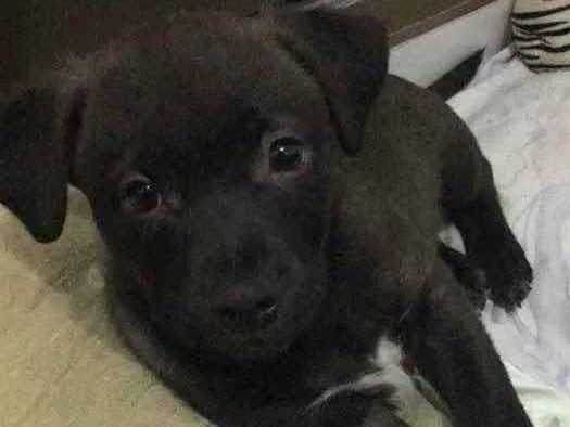 Cachorro ra a Mestiço  idade 2 a 6 meses nome Jenos 