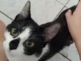 Oreo