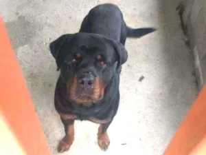 Cachorro raça Rottweiler idade 2 anos nome Thor