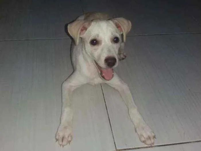 Cachorro ra a SRD idade 2 a 6 meses nome Macarena