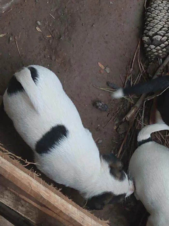 Cachorro ra a Srd idade 2 a 6 meses nome Sem nome