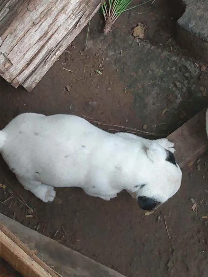 Cachorro ra a Srd idade 2 a 6 meses nome Sem nome