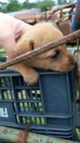 Bebês