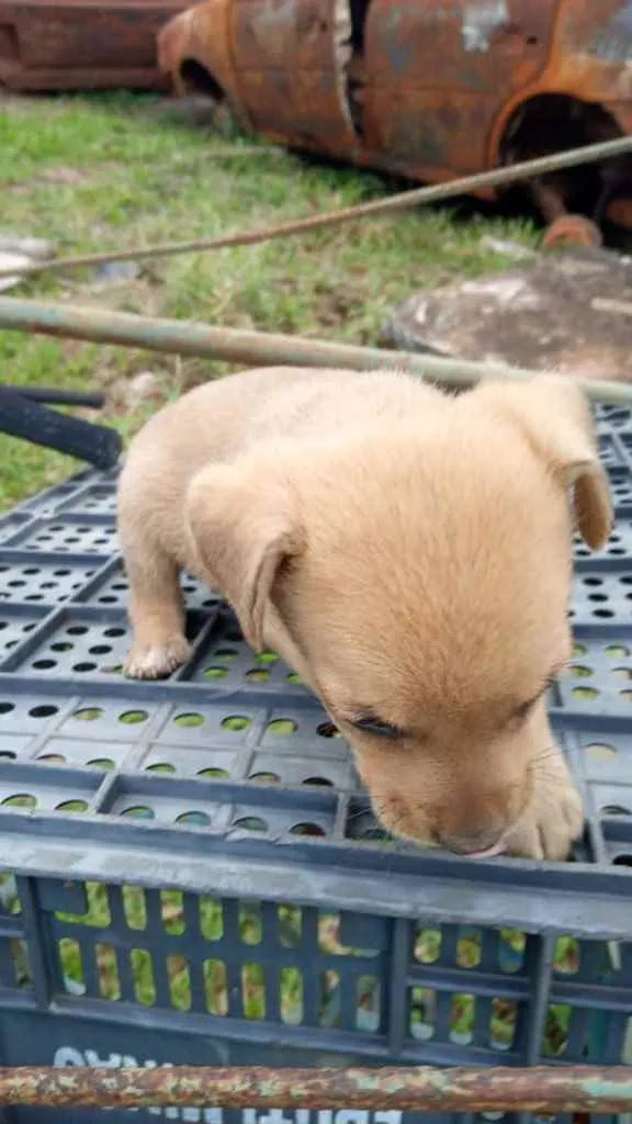 Cachorro ra a SRD idade 2 a 6 meses nome Bebês 