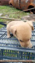 Bebês