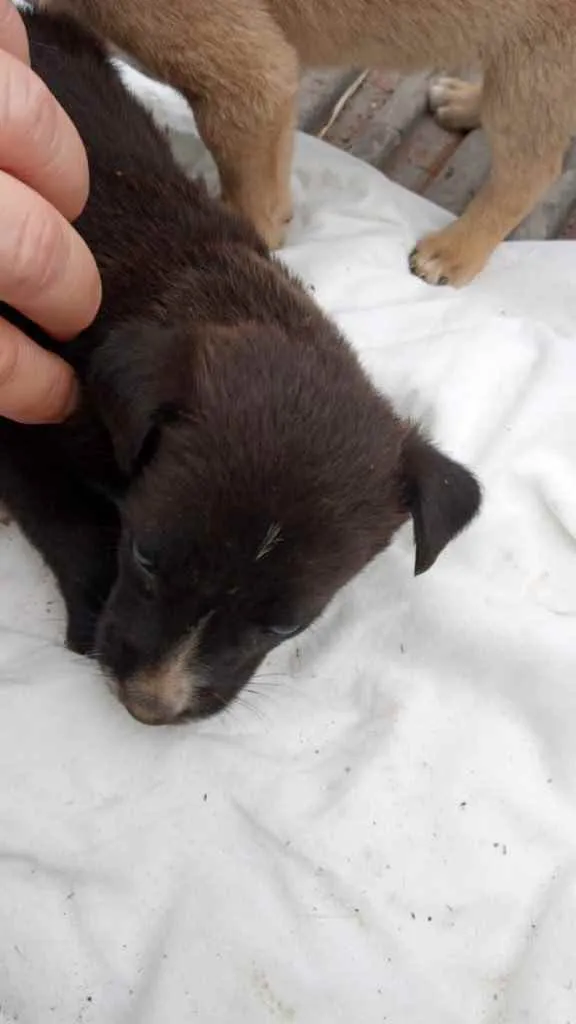 Cachorro ra a SRD idade 2 a 6 meses nome Bebês 
