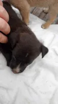 Bebês