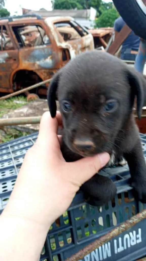 Cachorro ra a SRD idade 2 a 6 meses nome Bebês 
