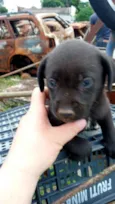 Bebês