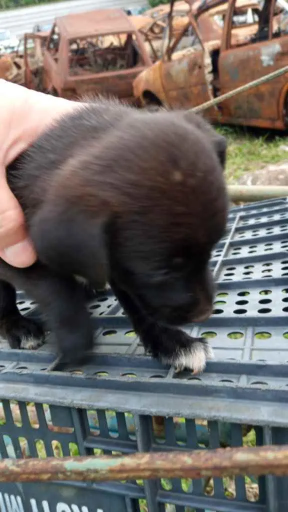 Cachorro ra a SRD idade 2 a 6 meses nome Bebês 