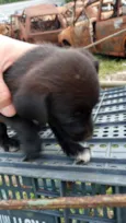 Bebês