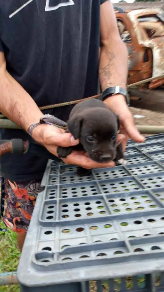 Cachorro ra a SRD idade 2 a 6 meses nome Bebês 