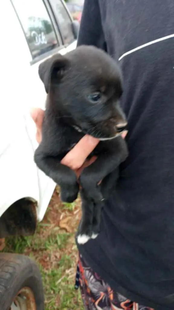 Cachorro ra a SRD idade 2 a 6 meses nome Bebês 