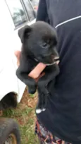 Bebês