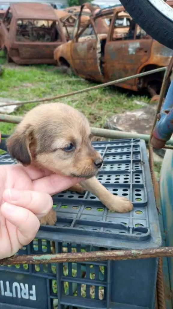 Cachorro ra a SRD idade 2 a 6 meses nome Bebês 