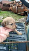 Bebês