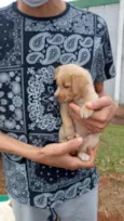 Bebês