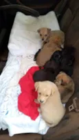 Bebês