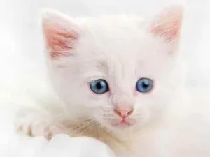 Gato raça Não sabemos idade 2 a 6 meses nome Filhotes