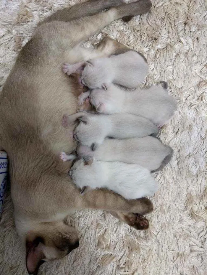 Gato ra a SRD idade Abaixo de 2 meses nome Romeu, Julieta e + 3