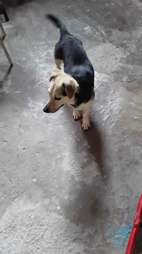 Cachorro raça SRD idade 2 anos nome Nina