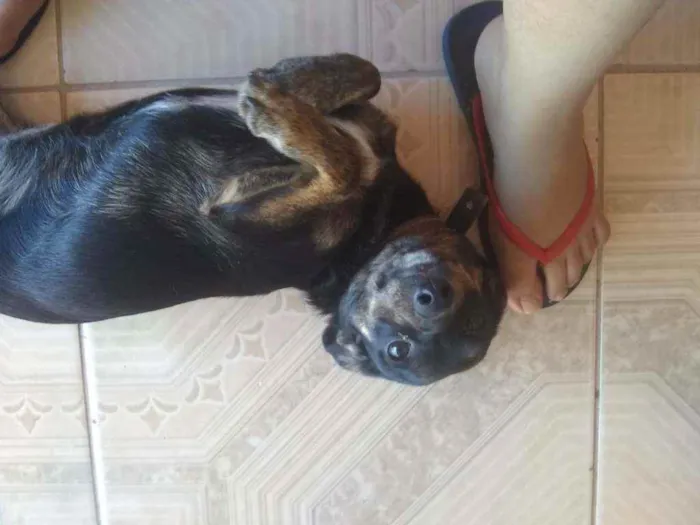 Cachorro raça vira-lata idade 7 a 11 meses nome kiara