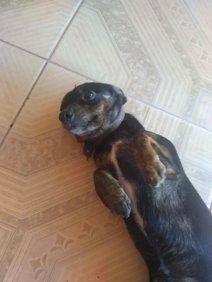 Cachorro raça vira-lata idade 7 a 11 meses nome kiara