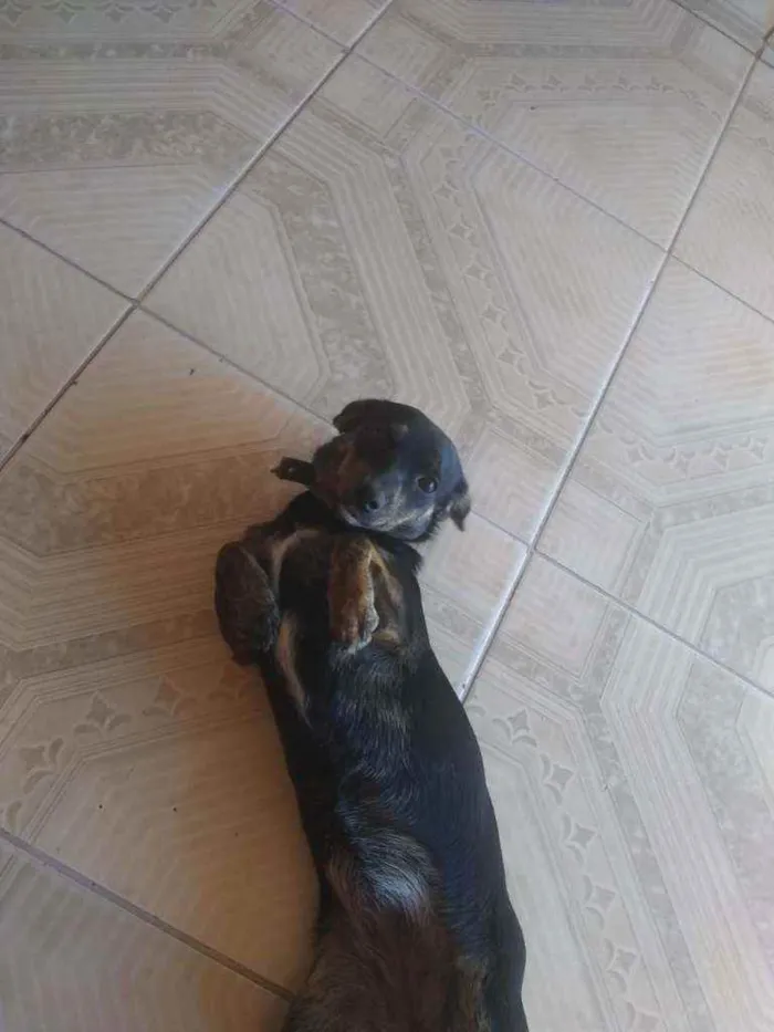 Cachorro raça vira-lata idade 7 a 11 meses nome kiara
