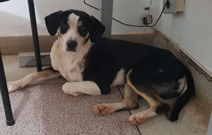 Cachorro raça SRD-ViraLata idade 2 anos nome Sem nome