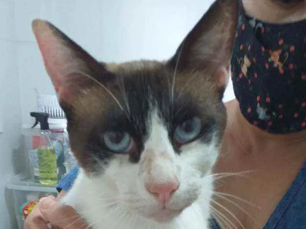 Gato ra a srd idade 1 ano nome Irmão