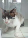Irmão