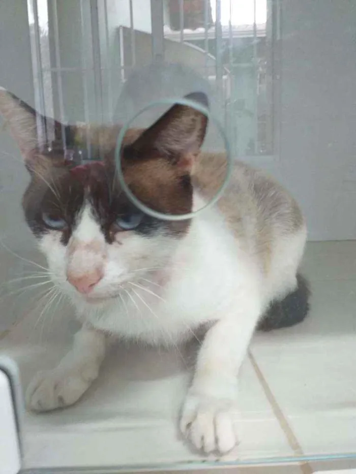 Gato ra a srd idade 1 ano nome Irmão