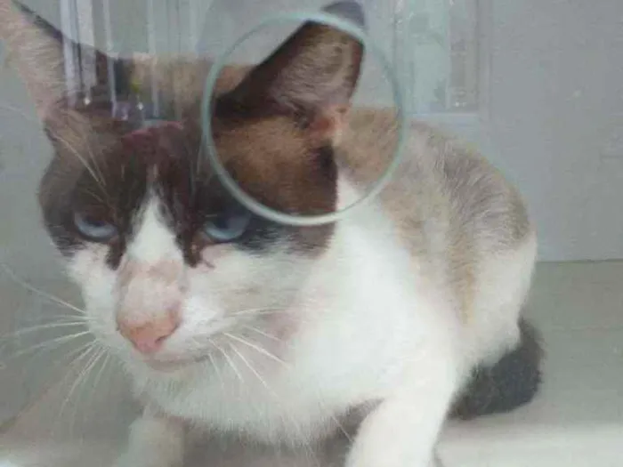 Gato ra a srd idade 1 ano nome Irmão