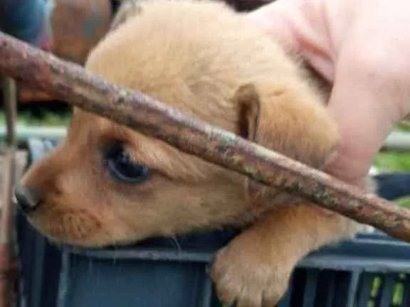 Cachorro ra a SRD idade 2 a 6 meses nome Bebês 