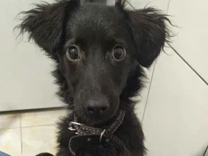 Cachorro raça SRD idade 7 a 11 meses nome Jassie