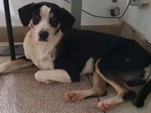 Cachorro raça SRD-ViraLata idade 2 anos nome Sem nome