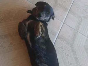 Cachorro raça vira-lata idade 7 a 11 meses nome kiara