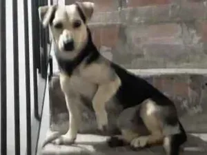 Cachorro raça SRD idade 2 anos nome Nina