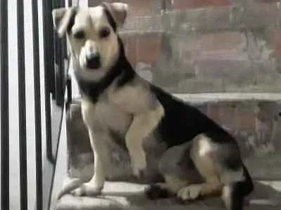 Cachorro raça SRD idade 2 anos nome Nina