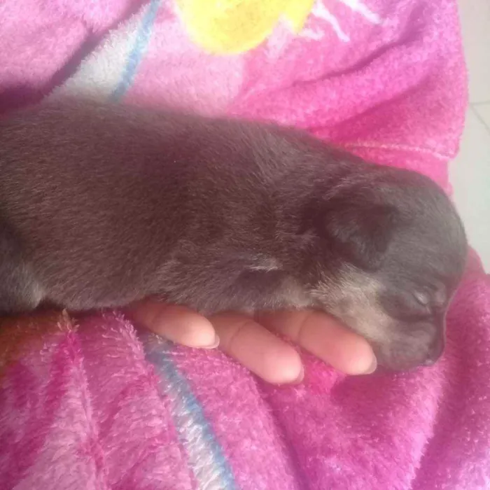 Cachorro ra a SDR idade Abaixo de 2 meses nome Fêmea filhote