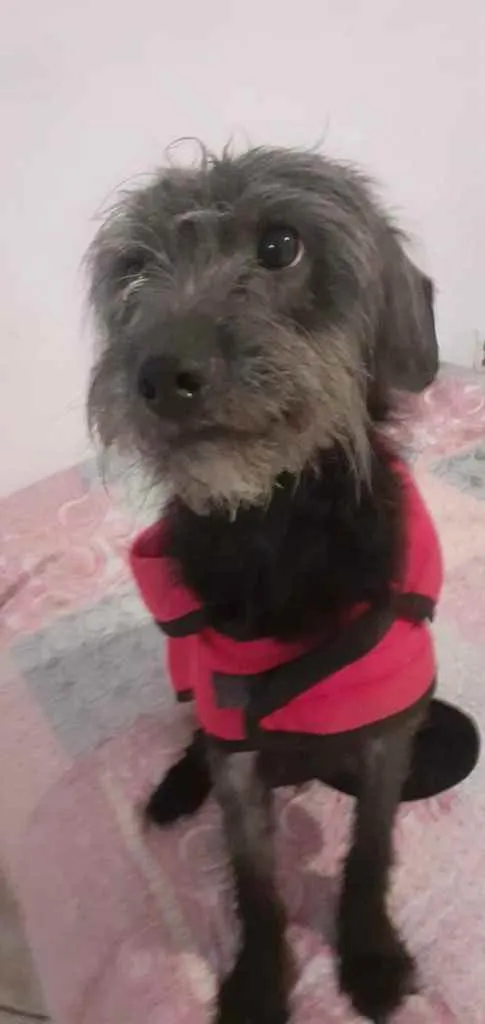 Cachorro ra a Sem raça definida  idade 3 anos nome T’challa 