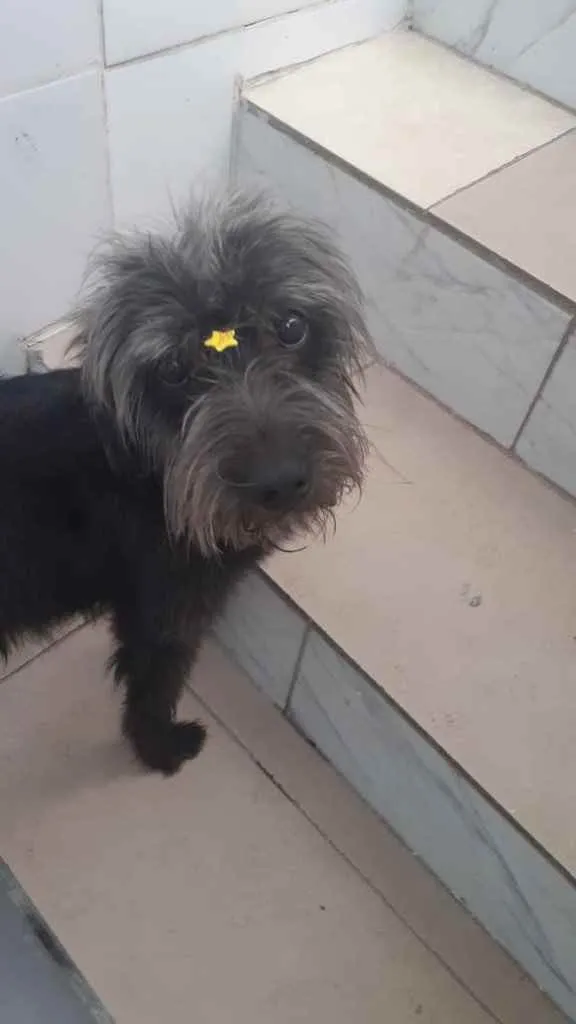 Cachorro ra a Sem raça definida  idade 3 anos nome T’challa 