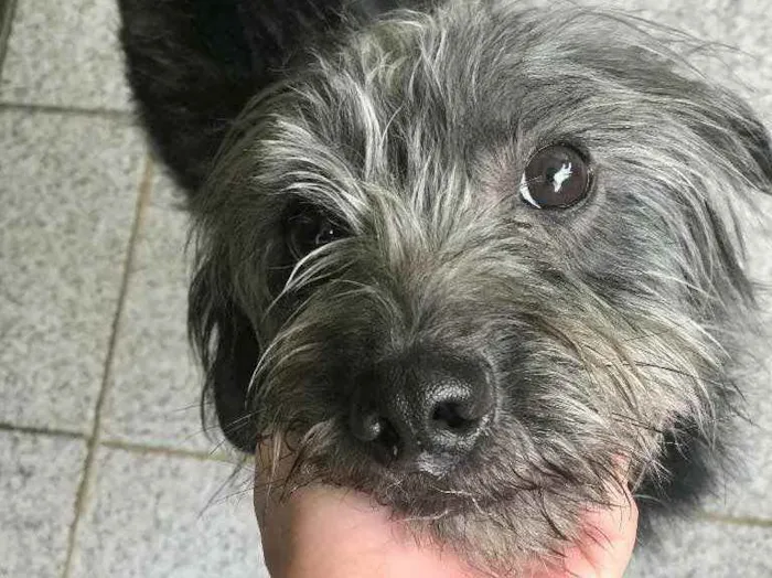 Cachorro ra a Sem raça definida  idade 3 anos nome T’challa 