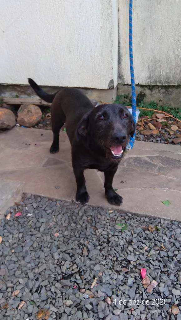 Cachorro ra a Sem raça idade 1 ano nome Snoopy