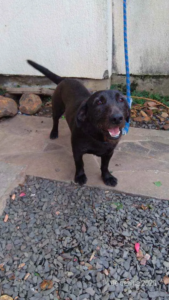 Cachorro ra a Sem raça idade 1 ano nome Snoopy