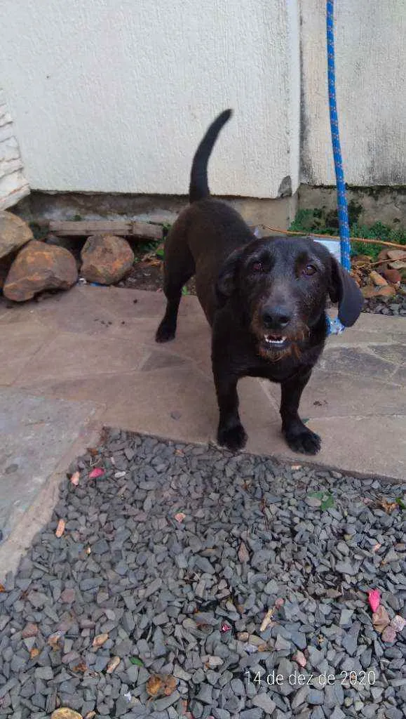 Cachorro ra a Sem raça idade 1 ano nome Snoopy