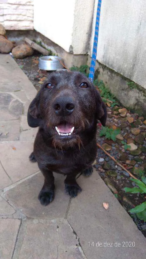 Cachorro ra a Sem raça idade 1 ano nome Snoopy