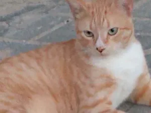 Gato raça Srd idade 7 a 11 meses nome Ted