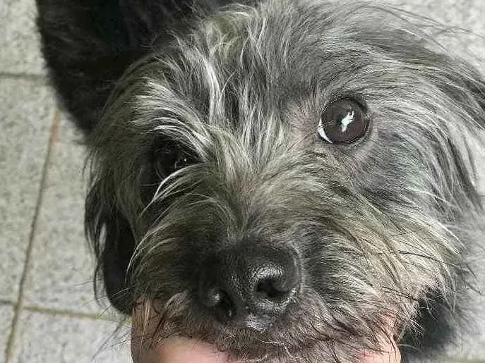 Cachorro ra a Sem raça definida  idade 3 anos nome T’challa 