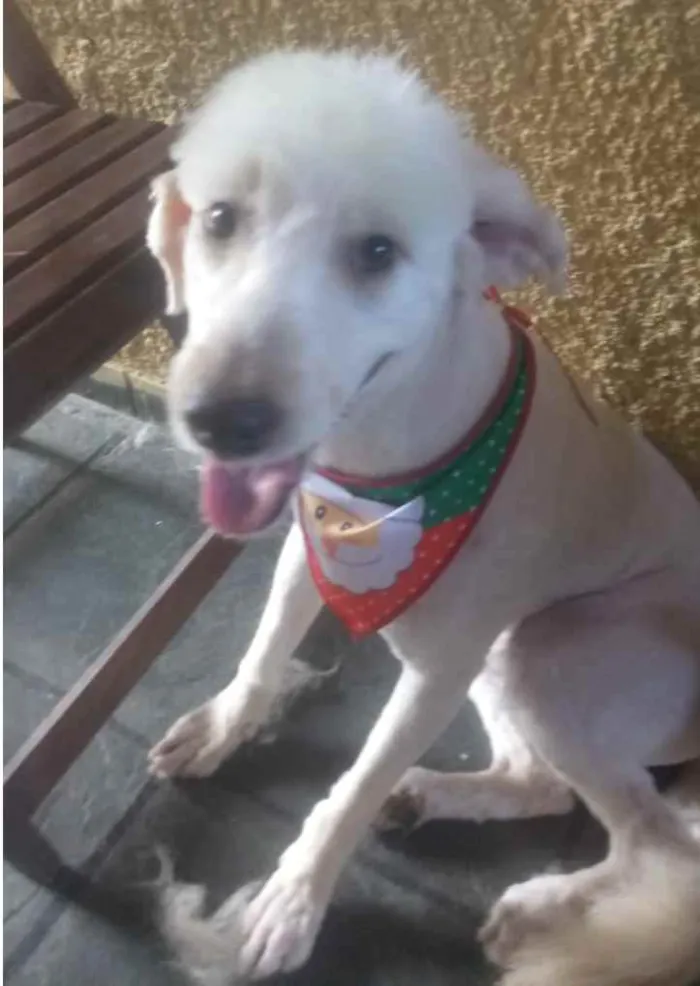 Cachorro ra a Poodle idade 3 anos nome Astor